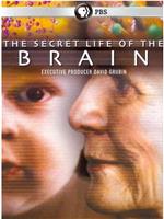 The Secret Life of the Brain