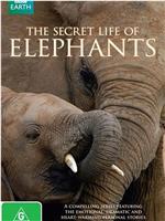 大象的秘密生活