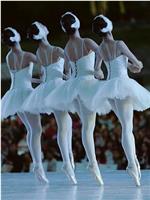 柴科夫斯基 芭蕾舞剧《天鹅湖》在线观看