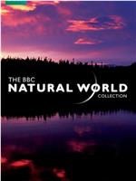 BBC 自然世界 2010 神秘的豹在线观看