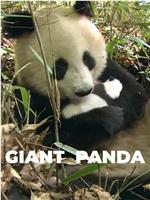 国家地理 - 大熊猫