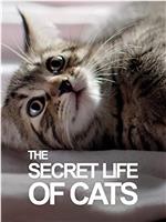 BBC地平线：猫的秘密生活