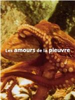 章鱼的爱情生活