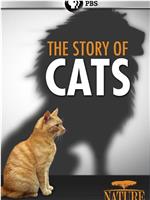 猫科动物的故事在线观看