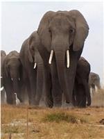 象：兽群中的窥探在线观看