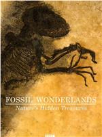 化石仙境：隐藏在自然中的宝藏