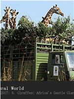 长颈鹿：非洲的温柔巨人在线观看