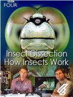 昆虫解剖：虫体工作原理