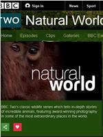 BBC自然世界：猴王子在线观看