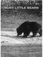 忙碌的小熊在线观看