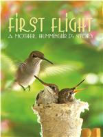 First Flight: A Mother Hummingbird's Story