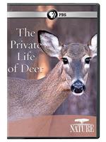 The Private Life of Deer Season 31在线观看