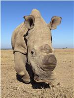 苏丹：最后的犀牛