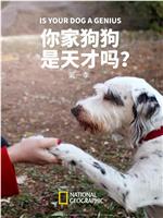 你家狗狗是天才吗？