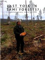 Last Yoik in Saami Forests?