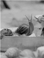 金蜗牛的诞生
