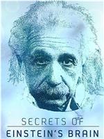 爱因斯坦大脑的秘密在线观看
