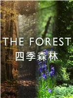 四季森林 第一季在线观看