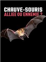 Chauve-souris : alliée ou ennemie ?