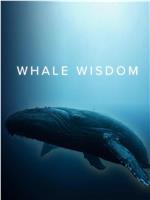 鲸鱼的智慧