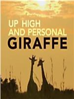 Giraffe Up High and Personal在线观看