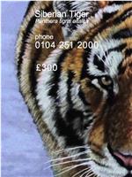 Siberian Tiger在线观看