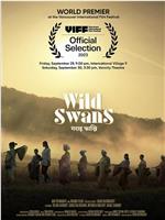 Wild Swans