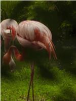 THE FRENCH FLAMINGO FUCKER